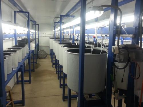 room for production of larval marine fish