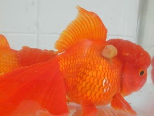 Goldfish neoplasia 