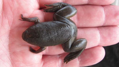 hand holding African clawed frog