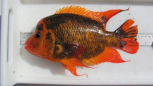 Midas Cichlid