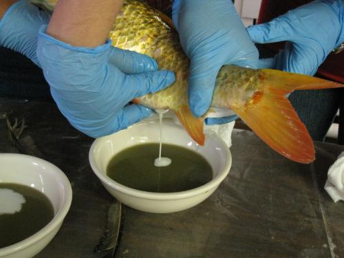 Adding koi milt to eggs