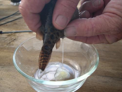 Strip spawning of a green spotted puffer female