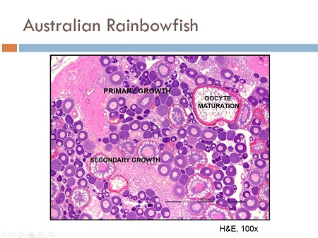 Australian Rainbow Histology